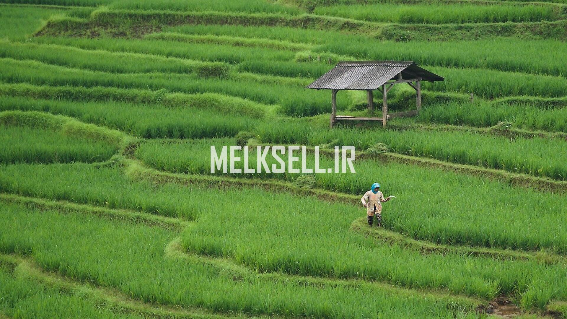 فرصت سرمایه گذاری در حوزه کشاورزی در شمال ایران