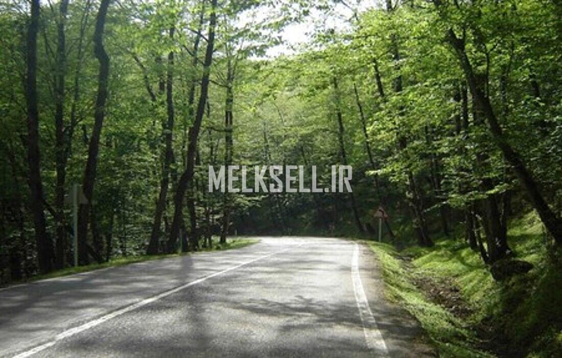 جنگل بکر و دیدنی رامسر شمال