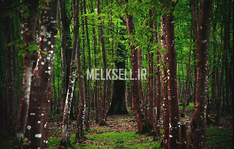 پارک سی‌سنگان از مکان های دیدنی نوشهر