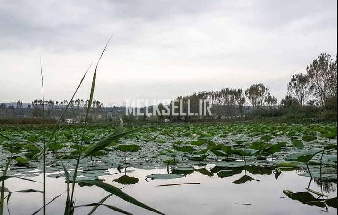 تالاب حیدر کلا (نیلوفر آبی) از جاذبه های دیدنی بابل