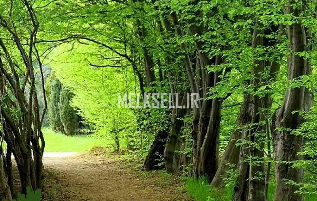 جنگل بزچفت از جاذبه های بابل