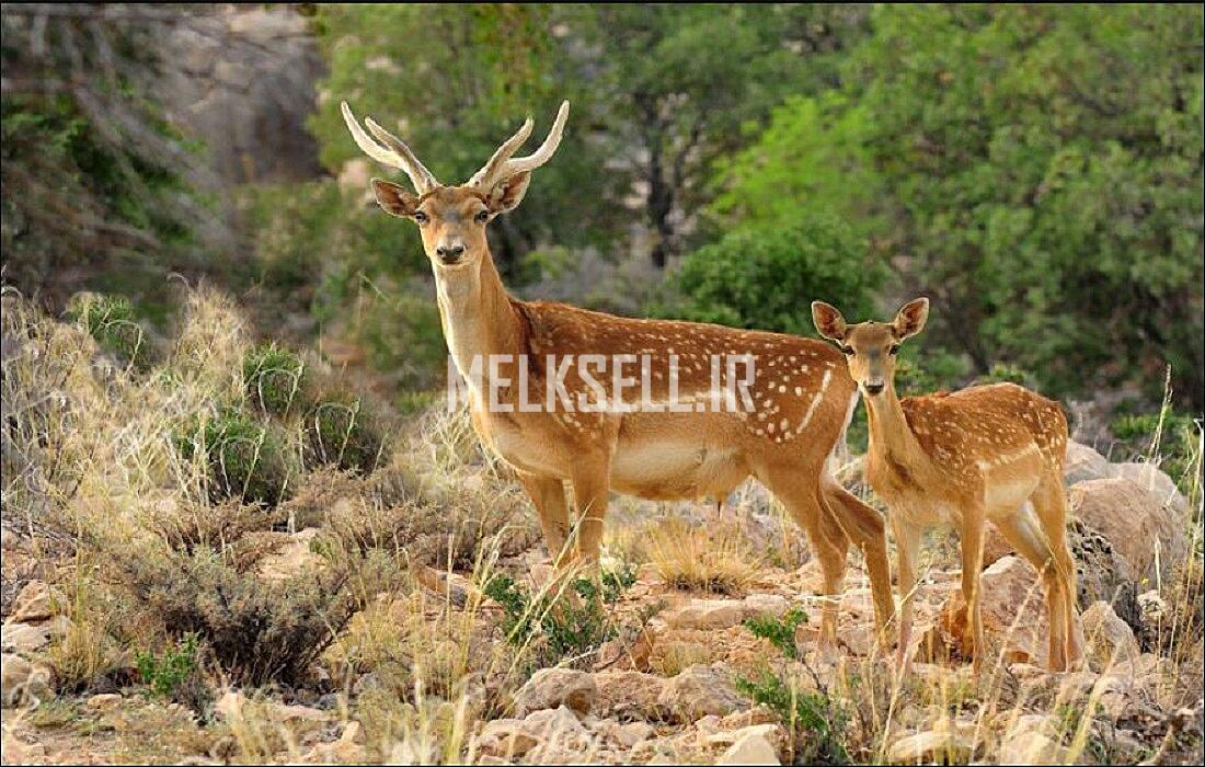 پناهگاه حیات وحش دشت ناز از بهترین جاهای دیدنی ساری