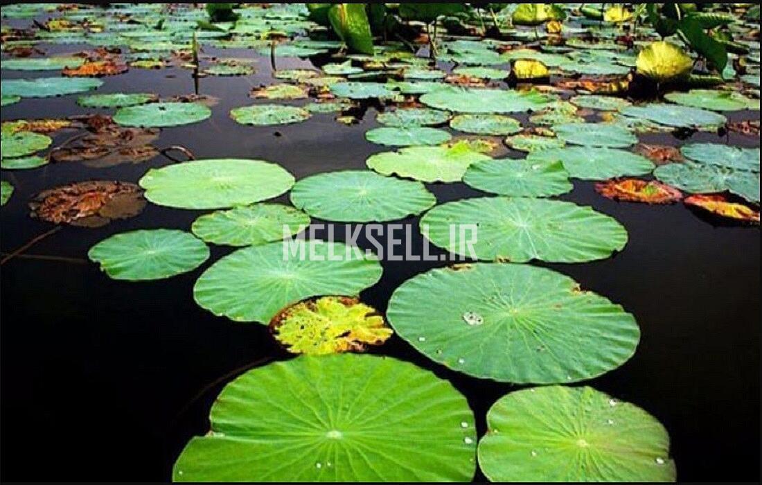 تالاب حمید آباد از جاذبه های طبیعی ساری