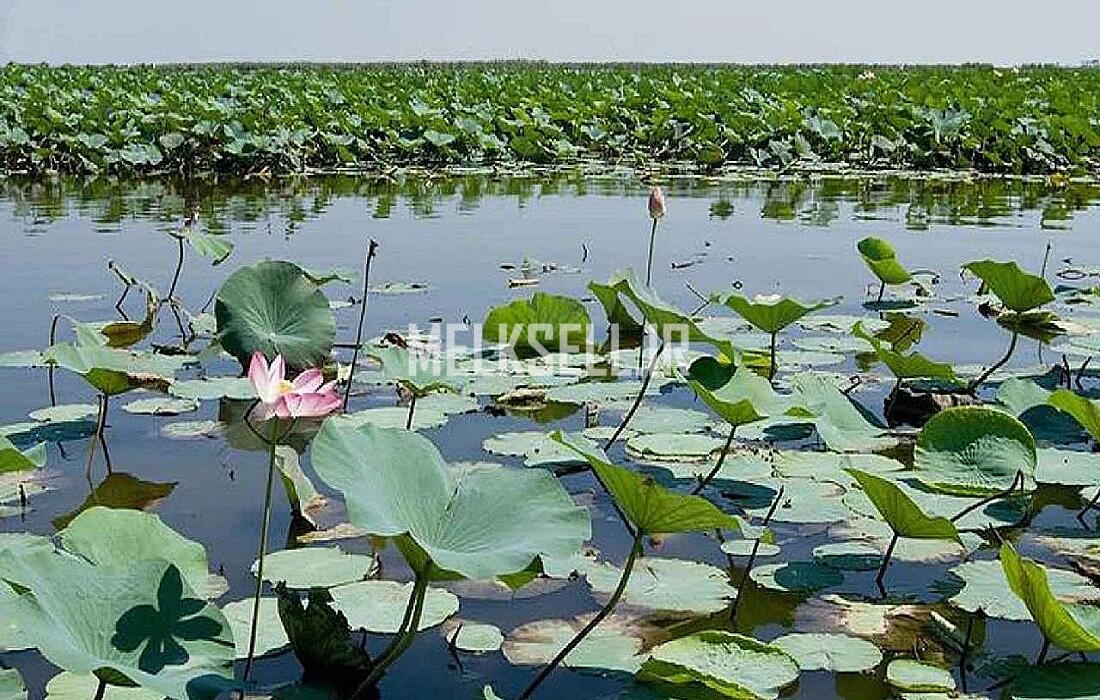 تالاب عزیزک از مناطق گردشگری بابلسر