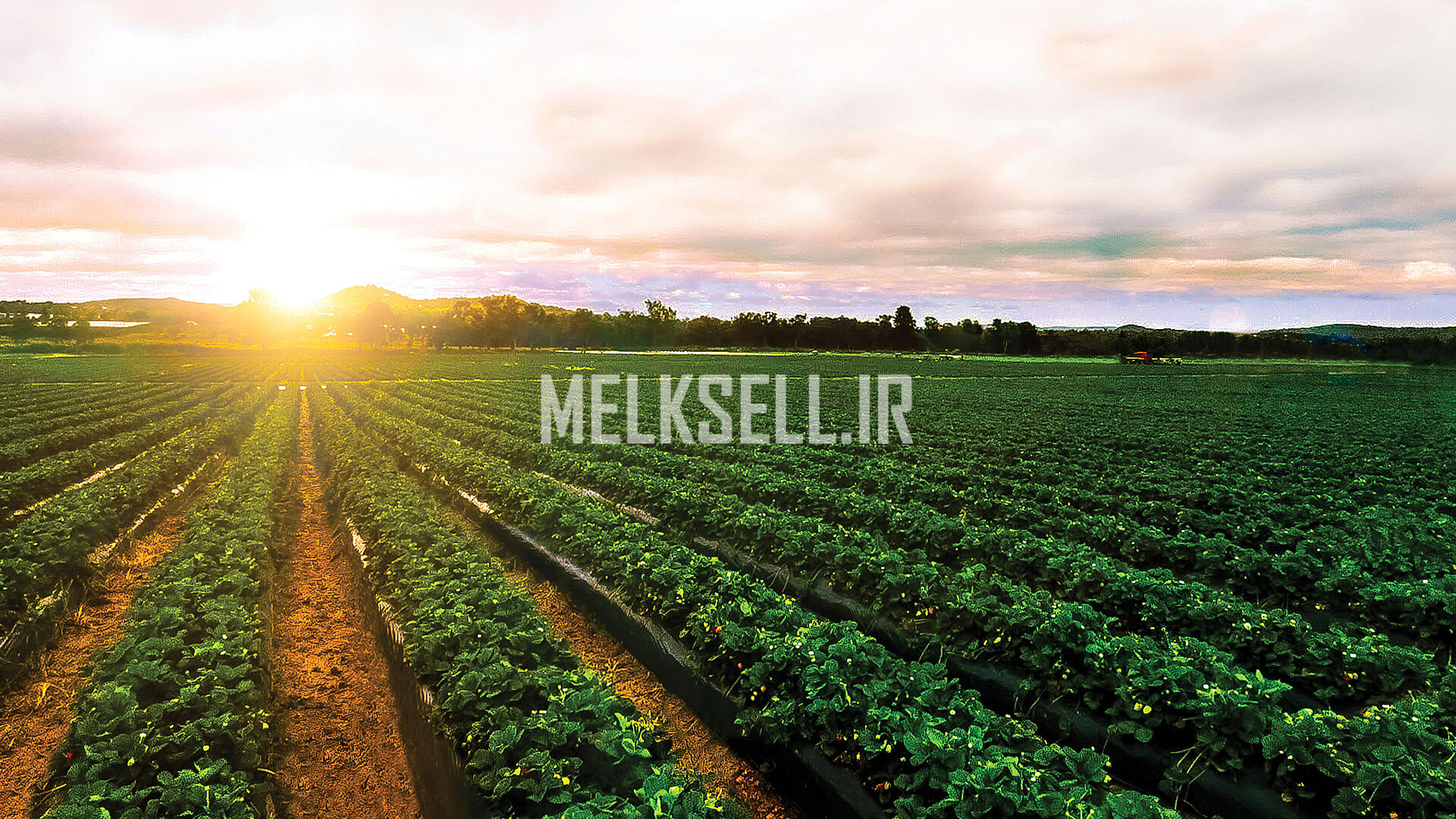 مزایا خرید زمین کشاورزی در نور